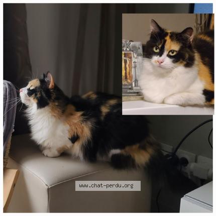 Foto 1/1 Flora Chat perdido en Roinville