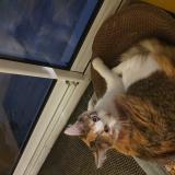 Foto de gato encontrado en Nantes