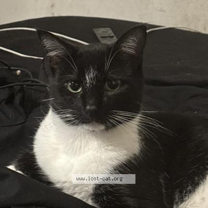 Foto 1/1 Oscar Chat perdido en Leesburg