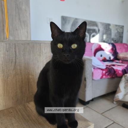 Foto 1/1 Kaya Chat perdido en Colomars