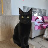 Foto del gato perdido en Colomars