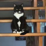 Foto del gato perdido en Scarborough