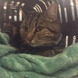 Foto del gato perdido en Aubagne