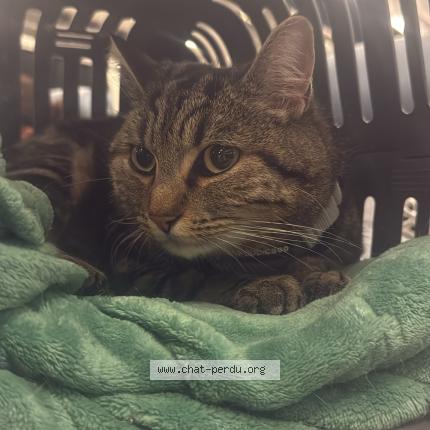 Foto 1/1 Tequila Chat perdido en Aubagne