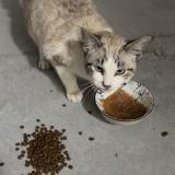 Foto de gato encontrado en Montaubon