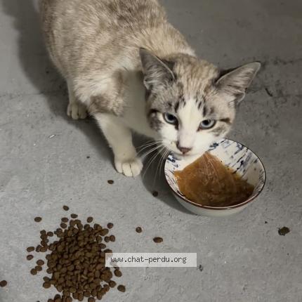 Foto 1/1 Gato encontrado Encontrado en Montaubon