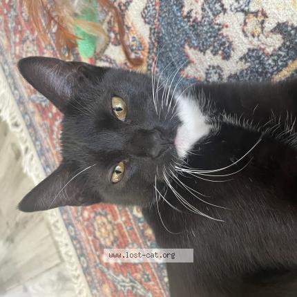 Foto 1/1 Gato encontrado Encontrado en Clearwater