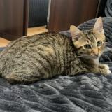 Foto del gato perdido en Issoudun