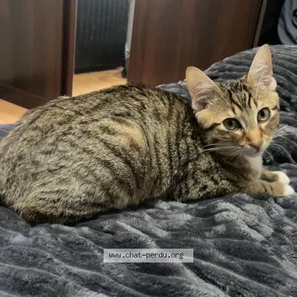 Foto 1/1 Simba Chat perdido en Issoudun