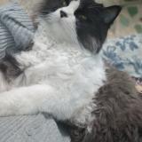 Foto del gato perdido en Karachi