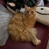 Foto del gato perdido en Palm Beach Gardens