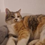 Foto del gato perdido en Le Mans