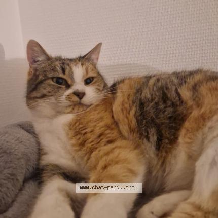 Foto 4/5 dodo Chat perdido en Le mans