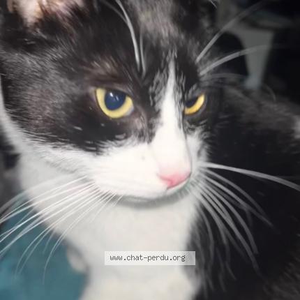 Foto 1/1 Titi Chat perdido en St fons