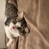 Foto del gato perdido en Le Mans