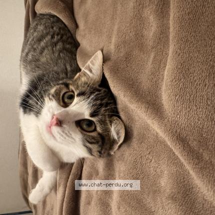 Foto 1/1 aicha Chat perdido en Le mans