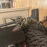 Foto de gato encontrado en Strasbourg