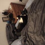 Foto del gato perdido en Melbourne