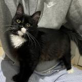 Foto de gato encontrado en St Cyprien