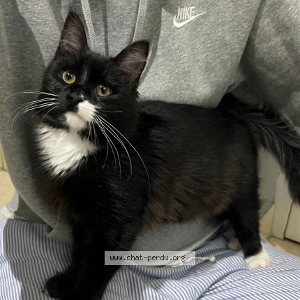 Foto 1/1 Gato encontrado Encontrado en St cyprien