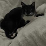 Foto del gato perdido en Cormicy