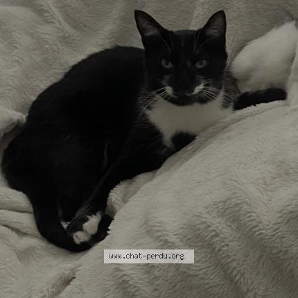 Foto 1/1 Koda Chat perdido en Cormicy