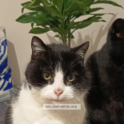 Foto 1/1 Florida Chat perdido en Parcey