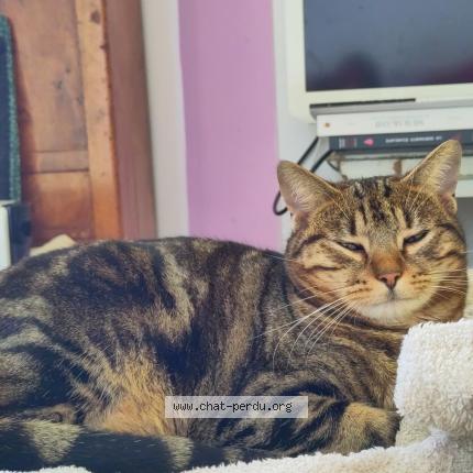 Foto 1/1 Nemty Chat perdido en Gerberoy