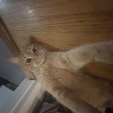 Foto del gato perdido en Nashville