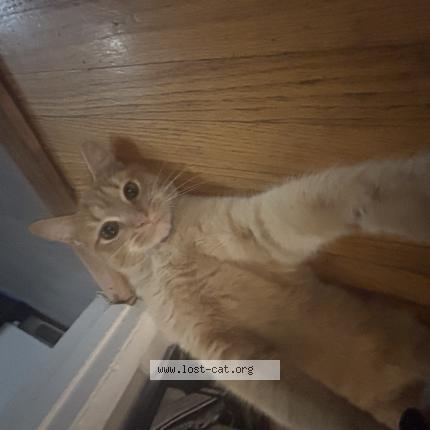 Foto 1/1 Garbage Chat perdido en Nashville