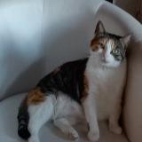 Foto del gato perdido en Venerand