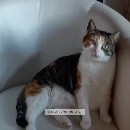 Foto 1/1 Gribouille Chat perdido en Venerand