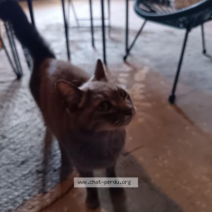 Foto 1/1 Gato encontrado Encontrado en Coursan