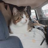 Foto del gato perdido en Saint Projet