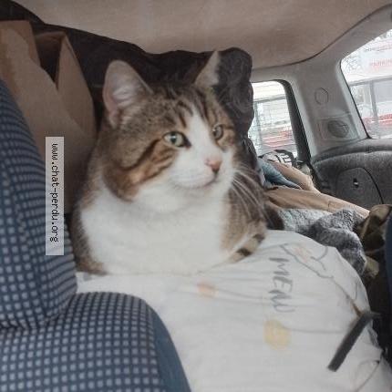 Foto 1/1 Rémi Chat perdido en Saint projet