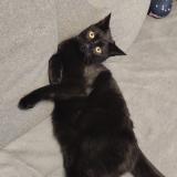 Foto del gato perdido en Eguilles