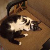 Foto de gato encontrado en Jhb