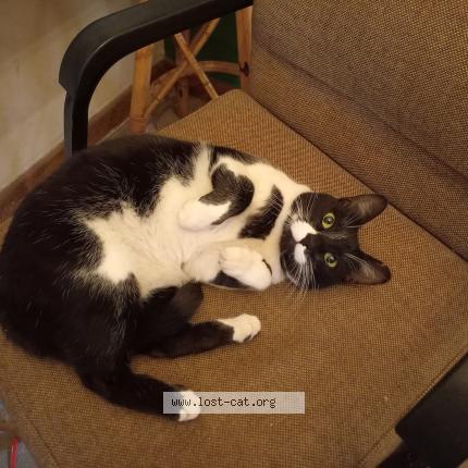 Foto 1/1 Gato encontrado Encontrado en Jhb