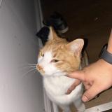 Foto de gato encontrado en Detroit