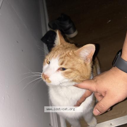 Foto 1/1 Gato encontrado Encontrado en Detroit