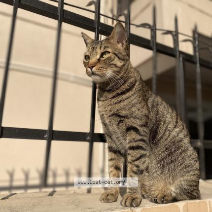 Foto 1/3 Shams Chat perdido en Dehradun