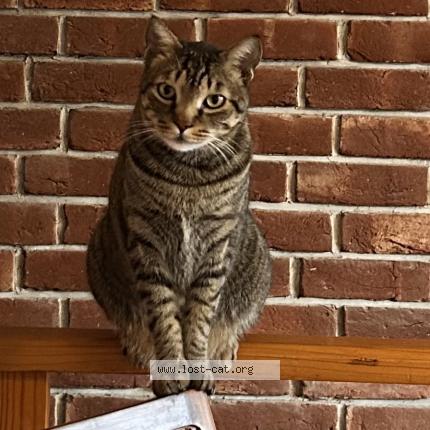 Foto 2/3 Shams Chat perdido en Dehradun