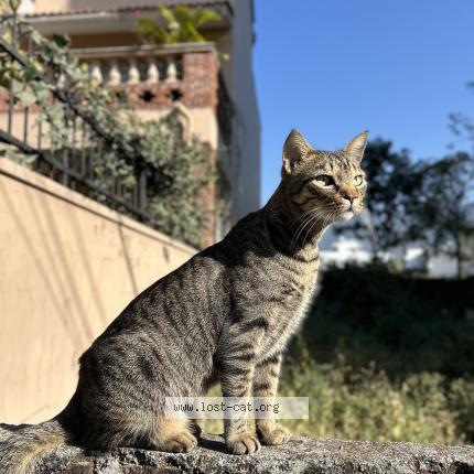 Foto 3/3 Shams Chat perdido en Dehradun