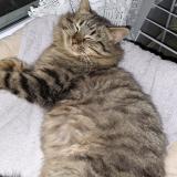 Foto de gato encontrado en Bourg En Bresse