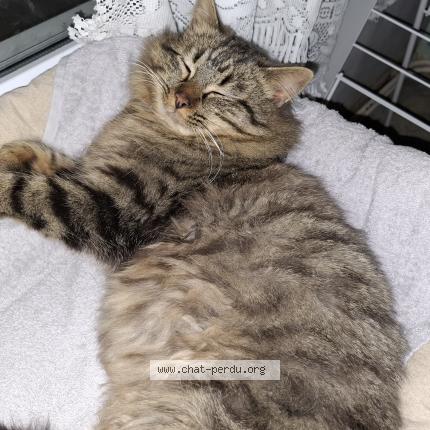 Foto 1/1 Gato encontrado Encontrado en Bourg en bresse