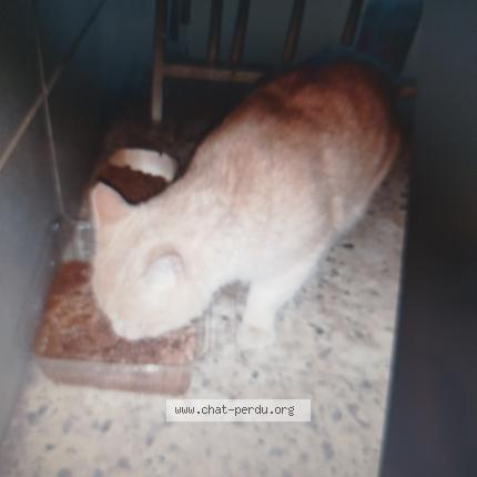 Foto 1/1 Gato encontrado Encontrado en St genis laval