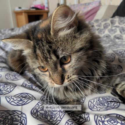 Foto 1/2 Gato encontrado Perdido en Houilles