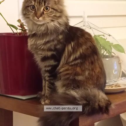 Foto 2/2 Gato encontrado Perdido en Houilles