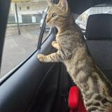 Foto del gato perdido en Nancy