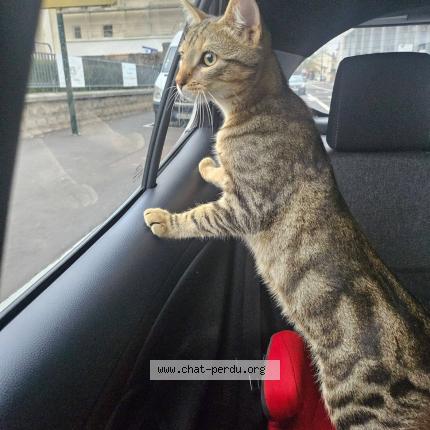 Foto 1/1 tigrou Chat perdido en Nancy